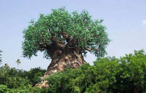 Die besten 100 Bilder in der Kategorie natur: Affenbrotbaum