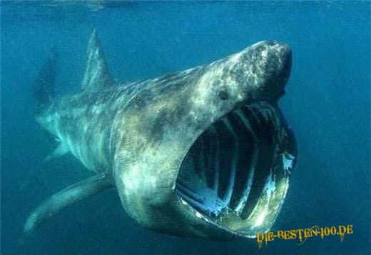 Die besten 100 Bilder in der Kategorie fische_und_meer: Nasen-Wal-Hai