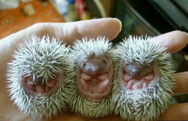 3 Baby-Igel