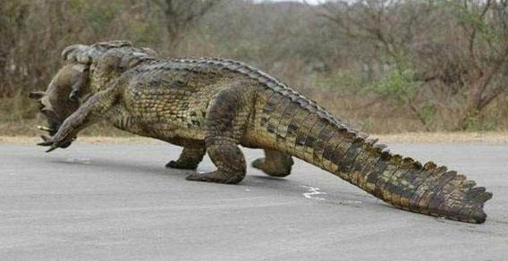 Die besten 100 Bilder in der Kategorie reptilien: Fettes Krokodil lÃ¤uft mit Beute Ã¼ber StraÃe