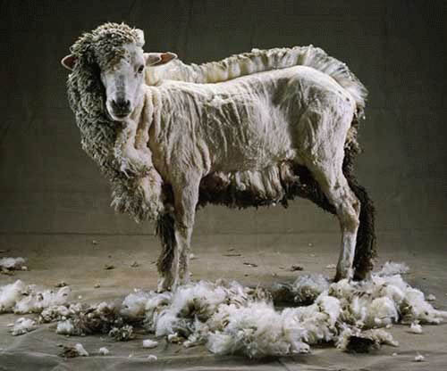 Die besten 100 Bilder in der Kategorie tiere: Halbgeschorenes Schaf