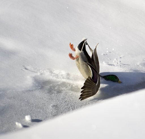 Ente mit Bruchlandung