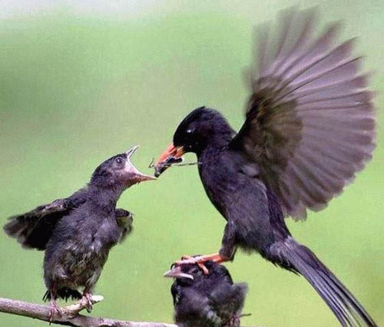 Die besten 100 Bilder in der Kategorie voegel: Gerechte Verteilung sieht anders aus