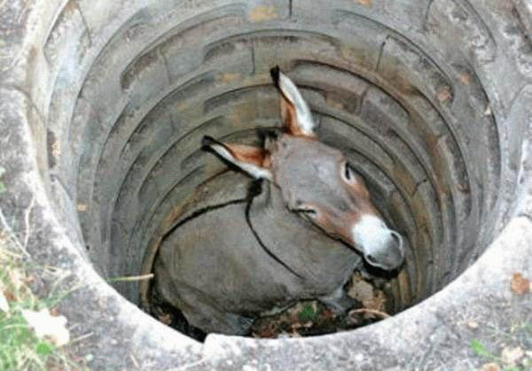 Esel ist in Brunnen gefangen