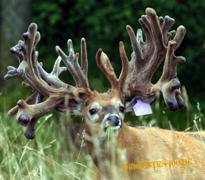 Die besten 100 Bilder in der Kategorie tiere: 65-Ender Hirsch