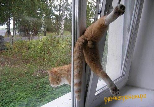 Die besten 100 Bilder in der Kategorie katzen: Katze schlÃ¼pft aus Fenster