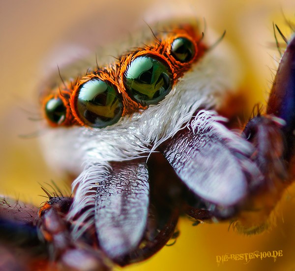 Die besten 100 Bilder in der Kategorie spinnentiere: Spring-Spinne Macro Aufnahme - Jump Spider