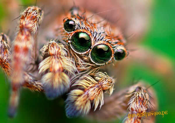 Die besten 100 Bilder in der Kategorie spinnentiere: Spring-Spinne