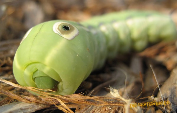 Caterpillar Raupe Auge macro
