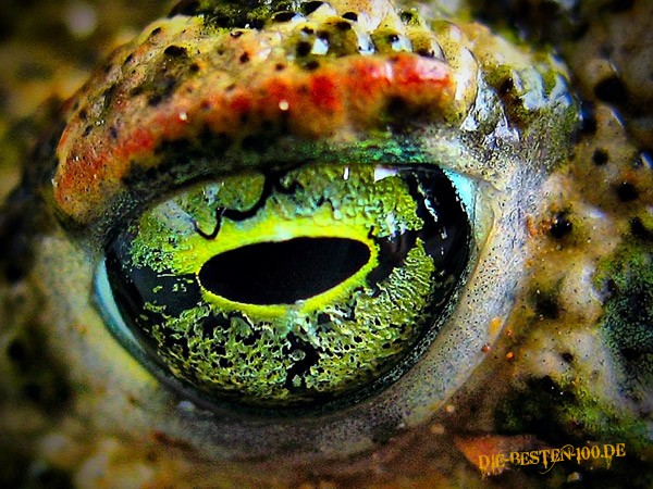 Die besten 100 Bilder in der Kategorie reptilien: Frosch-Auge Macro
