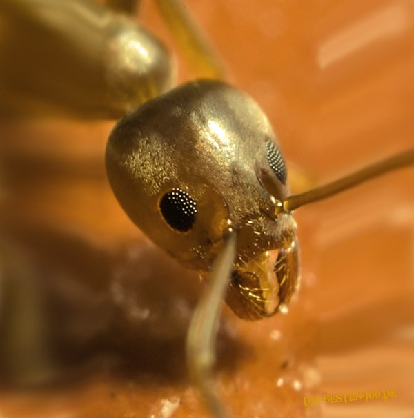 Die besten 100 Bilder in der Kategorie insekten: Ameisen Macro