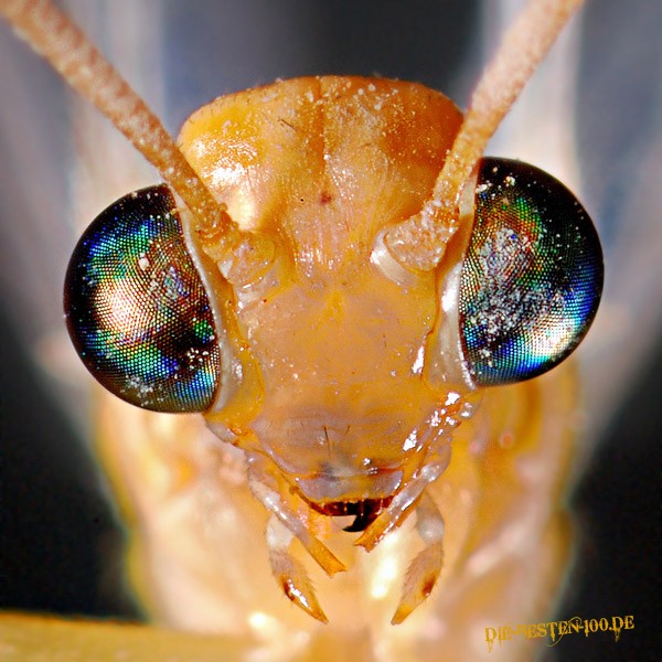 Die besten 100 Bilder in der Kategorie insekten: Ameisen-LÃ¶we Macro