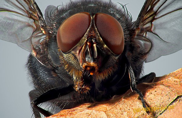Die besten 100 Bilder in der Kategorie insekten: Fliege Macro