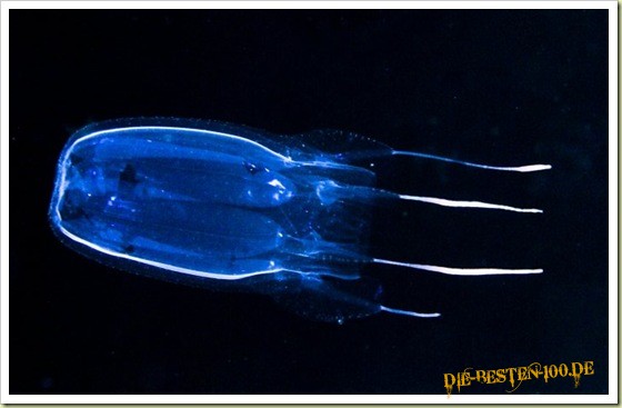 Die besten 100 Bilder in der Kategorie fische_und_meer: box-jellyfish - Giftigstes Tier auf der Welt