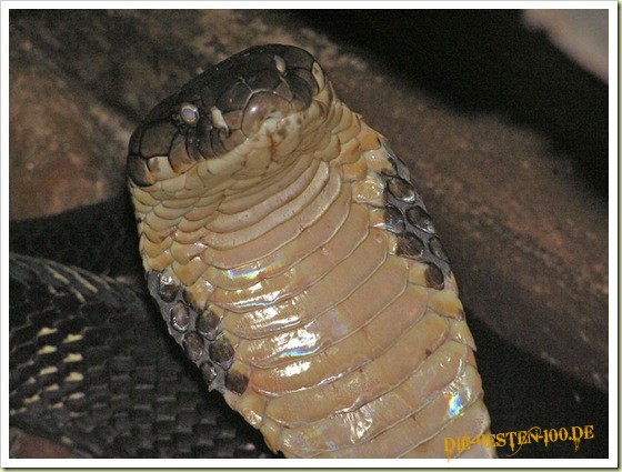 Die besten 100 Bilder in der Kategorie reptilien: Cobra - Schlange