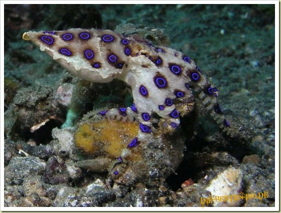 Hochgiftiger Blau beringter Octopus