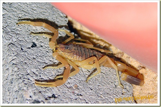 Die besten 100 Bilder in der Kategorie insekten: Deathstalker-Skorpion