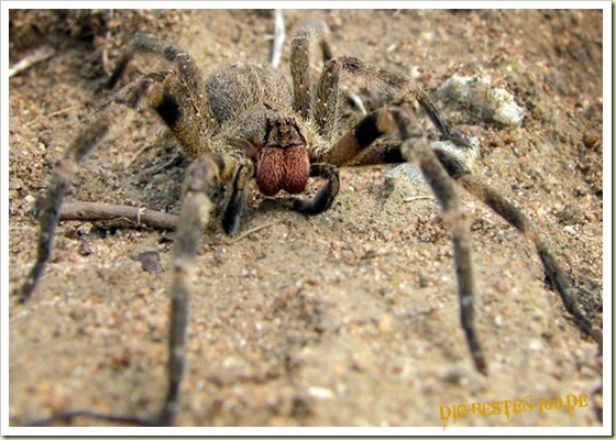 Die besten 100 Bilder in der Kategorie spinnentiere: Wandering Spider - Hochgiftig