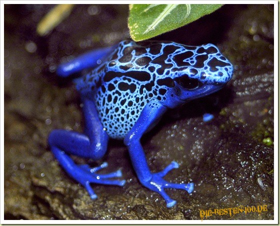 Die besten 100 Bilder in der Kategorie reptilien: Dart-Frog - Hochgiftig