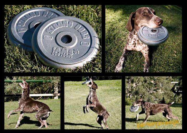 Die besten 100 Bilder in der Kategorie werbung: Strong Dogs - Dog Food - Frisbee