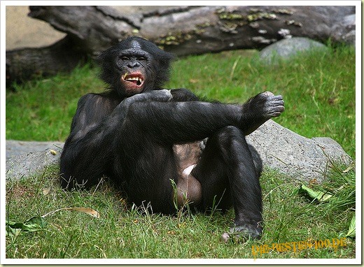 Die besten 100 Bilder in der Kategorie tiere: Chef-Schimpansen-Affe