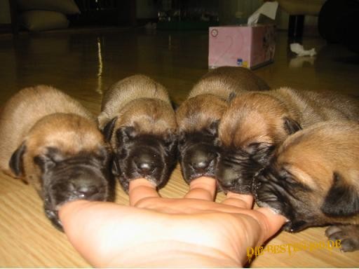 Hunde-Babys FÃ¼tterung