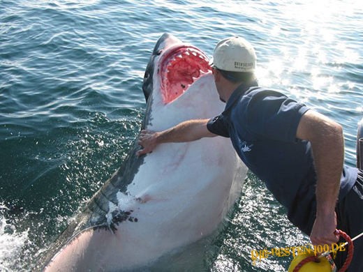 Die besten 100 Bilder in der Kategorie fische_und_meer: Mann streichelt Weissen Hai