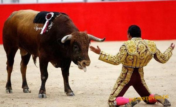 Die besten 100 Bilder in der Kategorie allgemein: Torrero und Stier gegenÃ¼ber