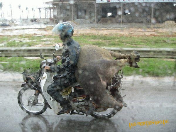Schweinerei! groÃe Sau wird auf Moped transportiert