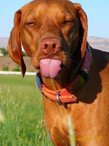 Hund zeigt Zunge