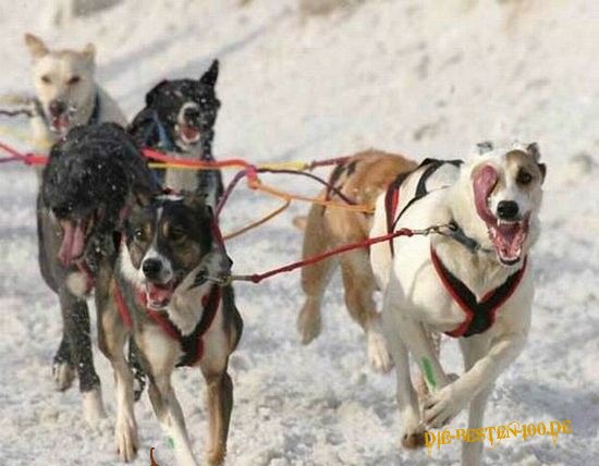 Die besten 100 Bilder in der Kategorie hunde: Schlittenhunde, Zunge Ã¼ber Auge