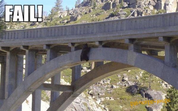 BÃ¤r hÃ¤ngt unter hoher BrÃ¼cke