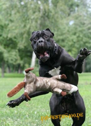 Die besten 100 Bilder in der Kategorie hunde: Dummes Gesicht Hund