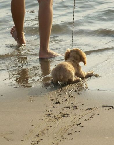 hund, tier, wasser