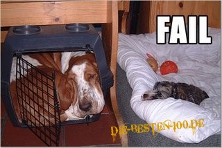 Hunde Katze FAIL