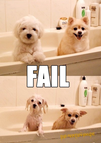 Hunde vor und nach Bad
