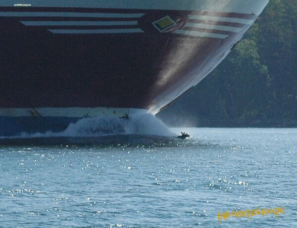 Die besten 100 Bilder in der Kategorie tiere: Elch schwimmt vor Tanker