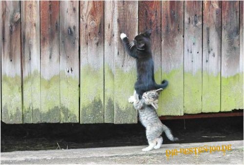 Die besten 100 Bilder in der Kategorie katzen: Kleine Katzen Kletter-Hilfe