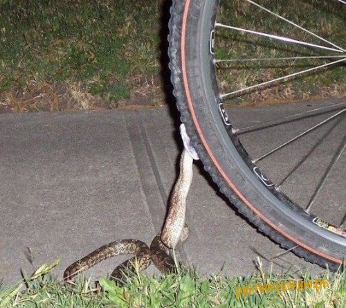 Schlange beisst in Fahrradreifen
