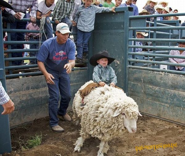 Die besten 100 Bilder in der Kategorie hirnlos: Kinder-Schaaf-Rodeo