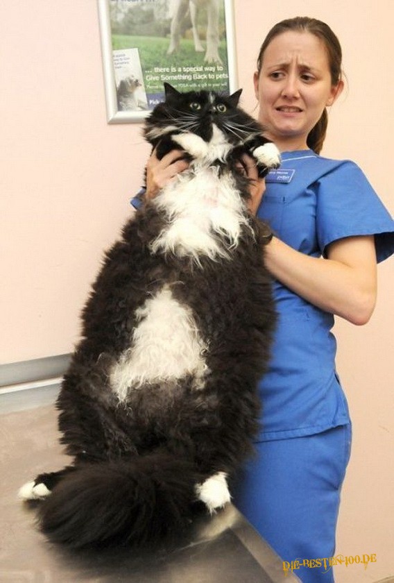 Die besten 100 Bilder in der Kategorie katzen: Riesen-Katze