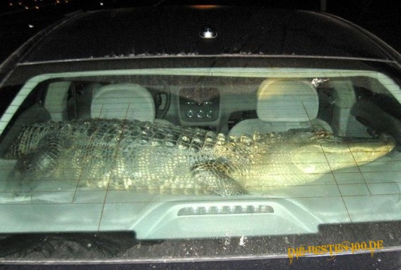 Die besten 100 Bilder in der Kategorie reptilien: Krokodil in Auto