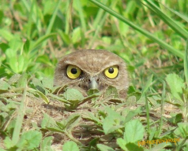 Raubvogel im Gras