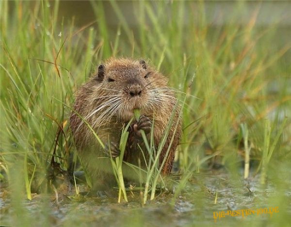 Biber im Gras