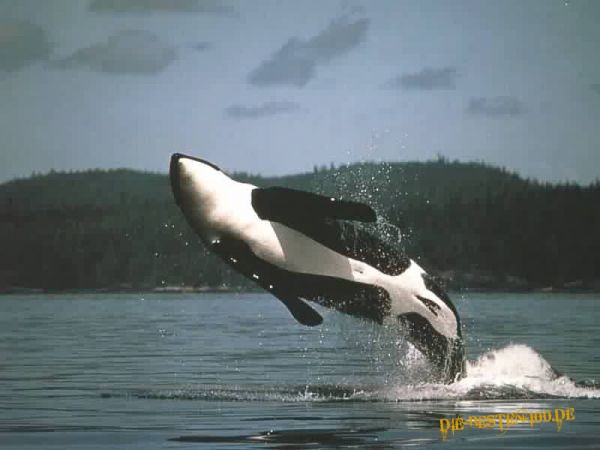 Orka springt aus dem Wasser