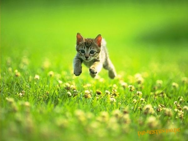 Die besten 100 Bilder in der Kategorie katzen: Katze springt