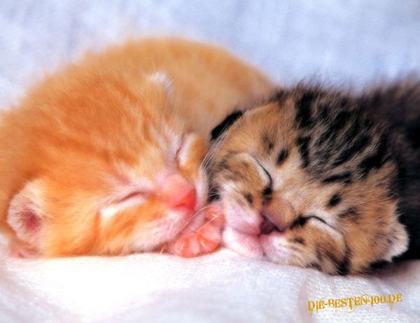 Die besten 100 Bilder in der Kategorie katzen: 2 Katzen schlafen