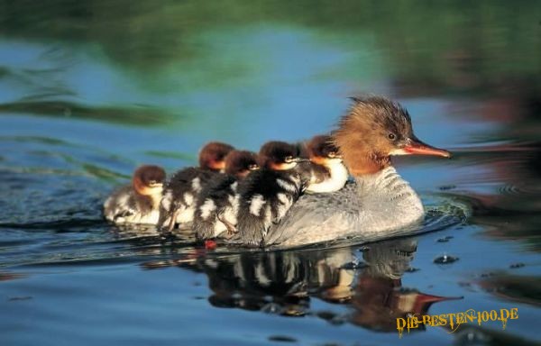 Wasservogel-Familie