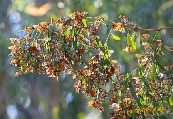 Die besten 100 Bilder in der Kategorie insekten: Schmetterlingsbaum