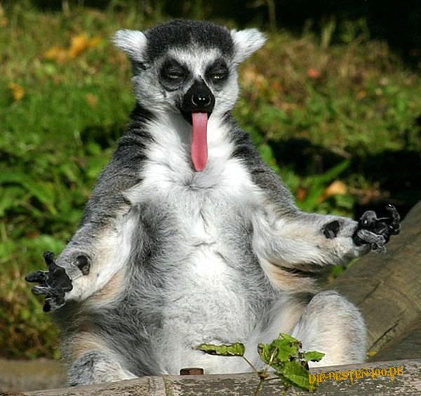 Lemur